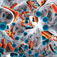 Штаммы патогенных бактерий предложили различать по запаху фекалий