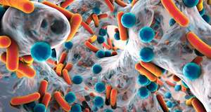 Штаммы патогенных бактерий предложили различать по запаху фекалий