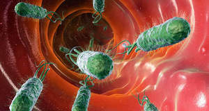 Кишечные бактерии учат иммунитет создавать новые антитела