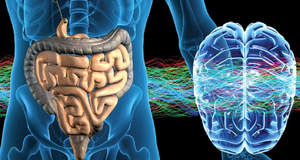 Исследование: желудочно-кишечный тракт человека напрямую связан с мозгом