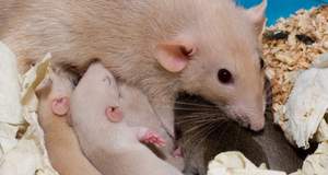 Кишечная бактерия влияет на социальное поведение мышей