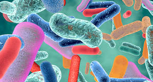 Микрофлора кишечника не определяется геномом человека, но очень влияет на качество и продолжительность жизни