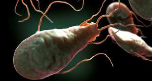 Ученые: паразиты-лямблии 'взламывают' наши клетки