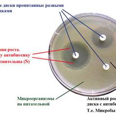Разделы: Методы определения чувствительности микроорганизмов к антибактериальным препаратам. Контроль качества определения чувствительности