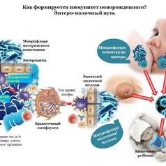 Особенности формирования микробиоценоза у новорожденных на современном этапе