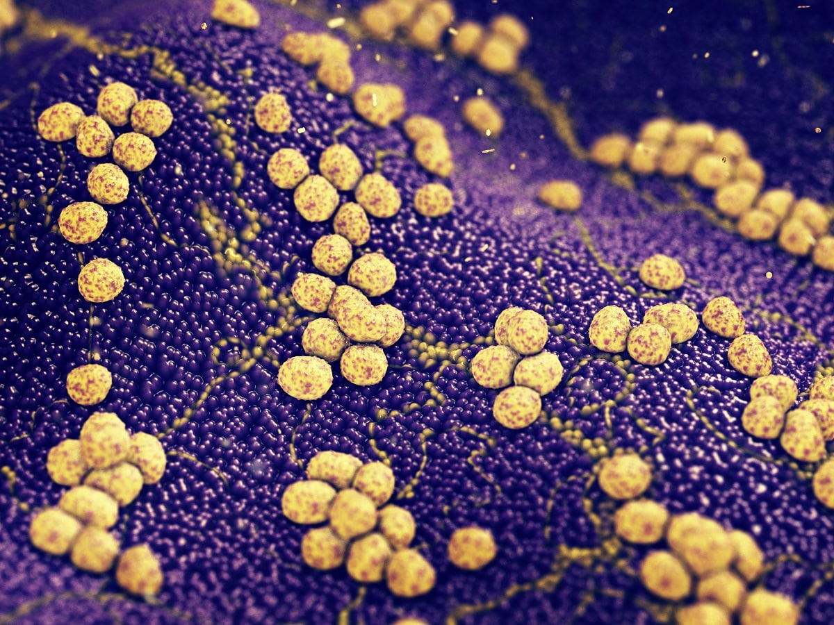 Золотистый стафилококк можно победить одной дозой нового антибиотика