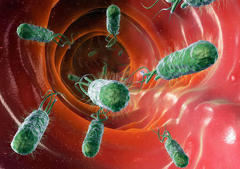 Кишечные бактерии учат иммунитет создавать новые антитела