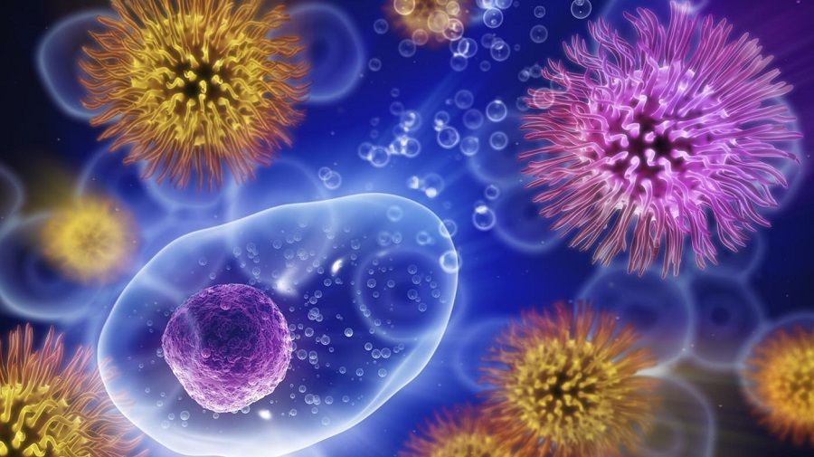 Иммунные клетки помогают бактериям пережить тяжёлые времена
