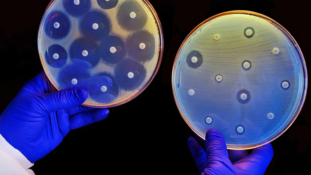 Бактерии, устойчивые к антибиотикам заражают собой грунт и воду