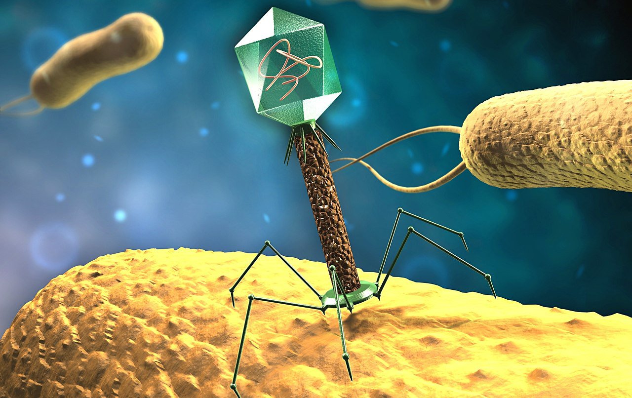Ученые выяснили, почему бактериофагам трудно бороться с иммунной системой бактерий