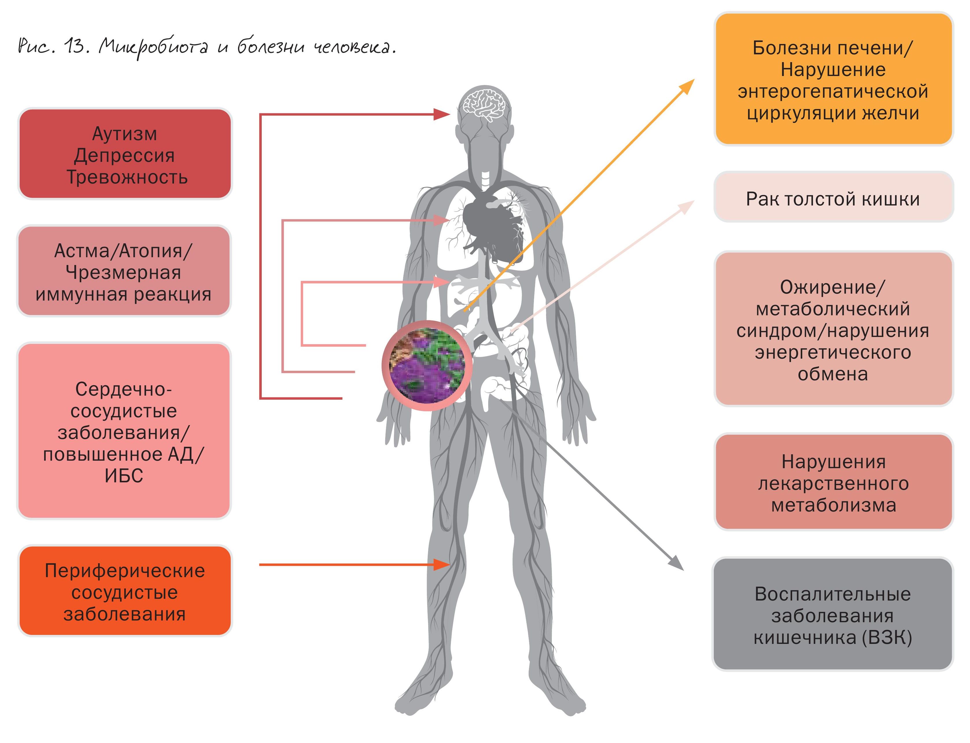 Состав микрофлоры кишечника определяет сердечно-сосудистый статус