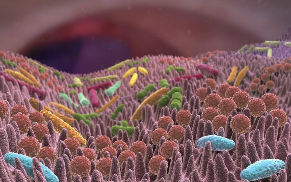 Кишечные бактерии управляют чувством насыщения