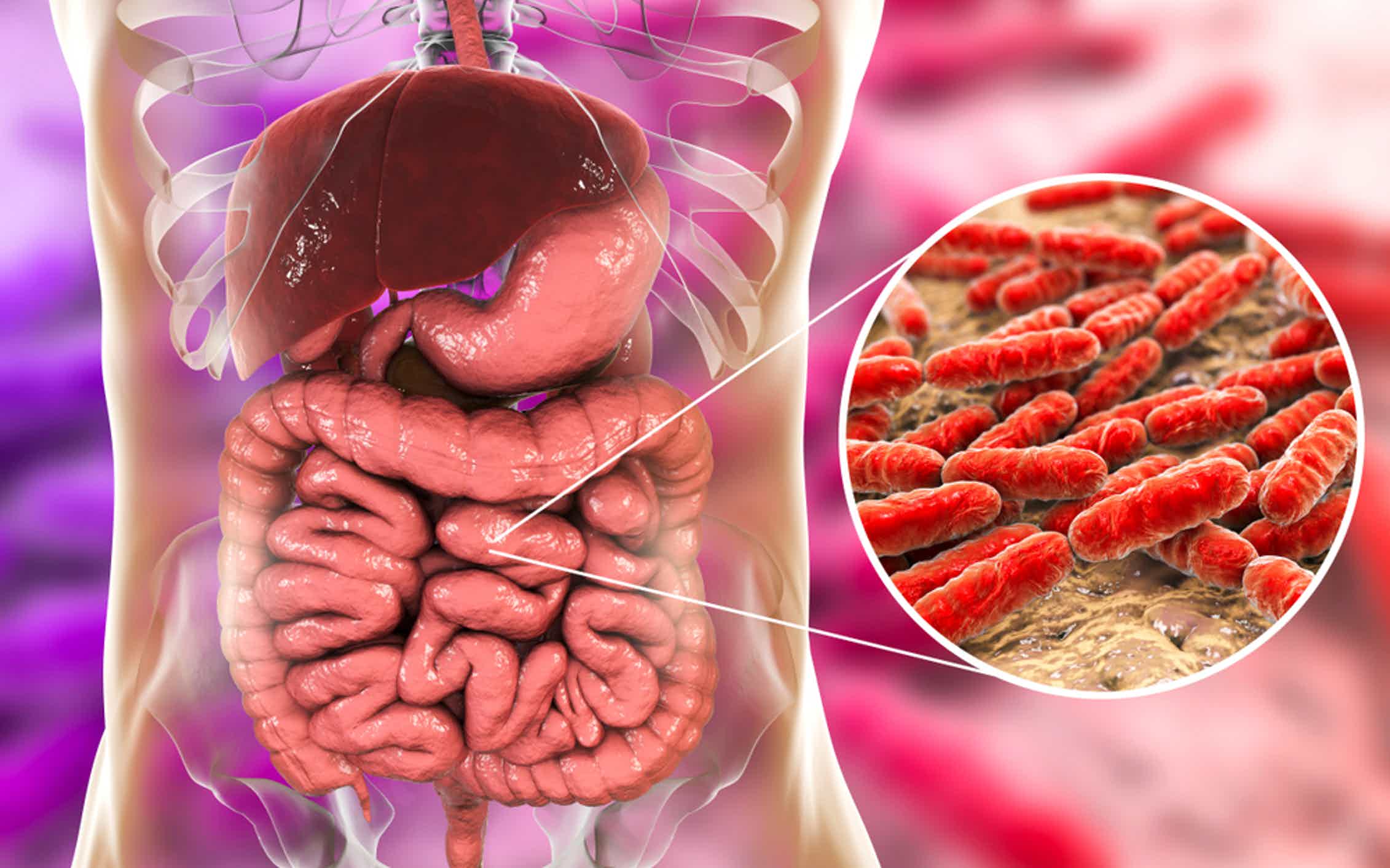 В кишечнике человека обнаружены неизвестные бактерии