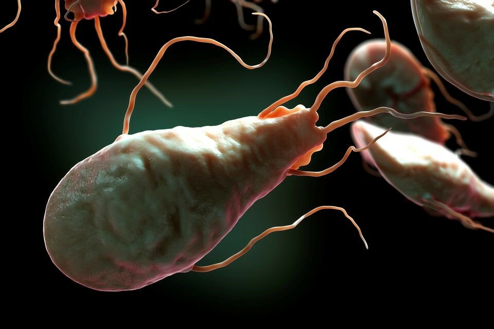 Ученые: паразиты-лямблии 'взламывают' наши клетки