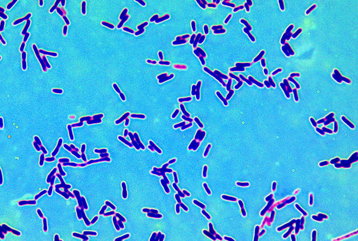 Штамм бактерий Lactobacillus plantarum P4, штамм бактерий Lactobacillus buchneri PO и препарат пробиотик на их основе для коррекции дисбактериозов различной этиологии у людей и животных