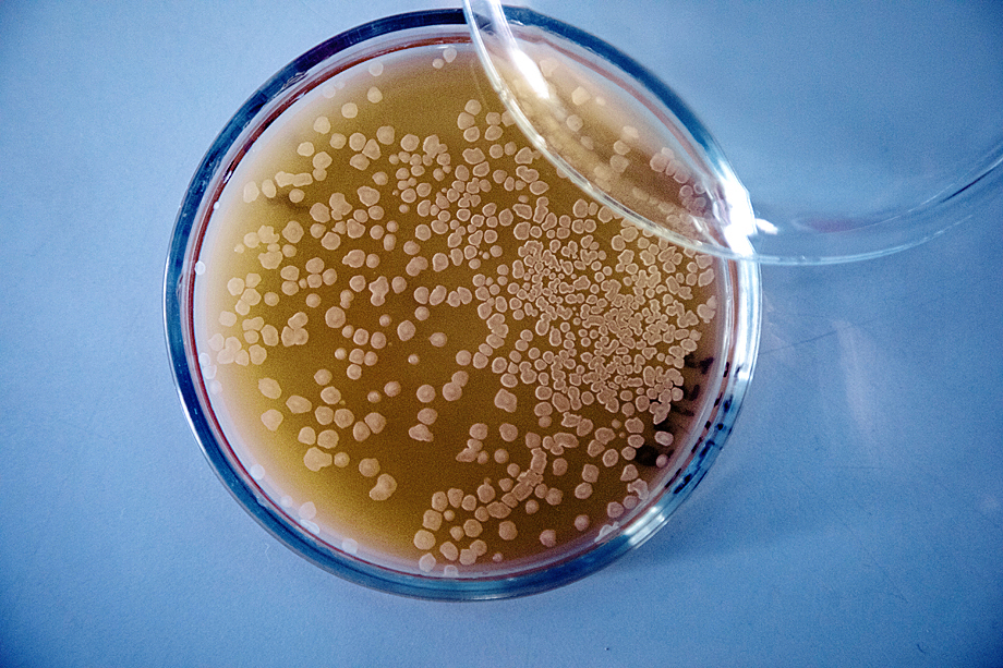 Штамм бактерий Bacillus subtilis, несущий свойство антибиотикорезистентности, используемый для получения препарата &#34;Бактиспорин&#34;.