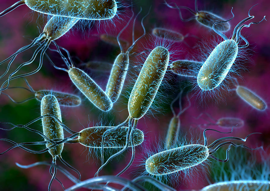 Штамм бактерий Escherichia coli, используемый для получения колибактерина