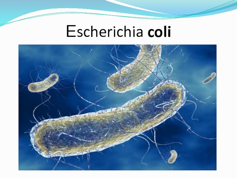 Штамм бактерий Еscherichia coli ВКПМ В-6240 ЛЭГМ -18, пригодный для получения колибактерина