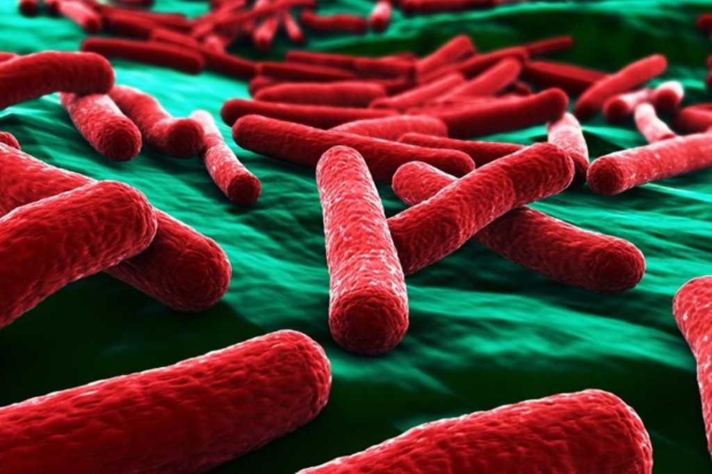 Кишечная палочка (Escherichia coli)