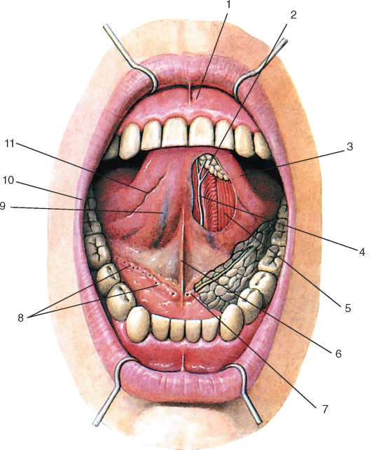 Состояние перекисного окисления липидов и антиоксидантной системы в плазме, эритроцитах и слюне детей с патологией органов полости рта, отягощенной дисбиозом кишечника