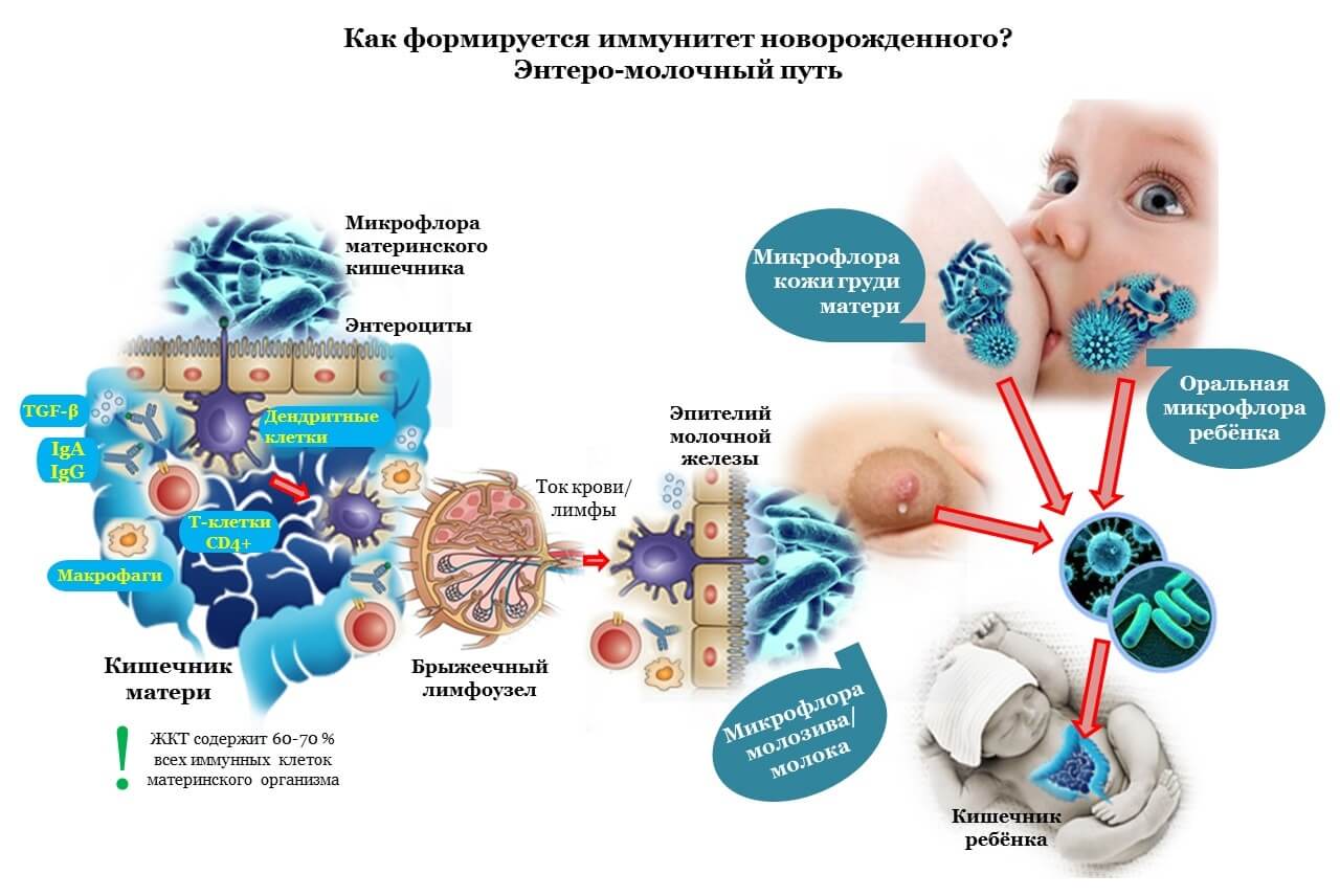 Особенности формирования микробиоценоза у новорожденных на современном этапе