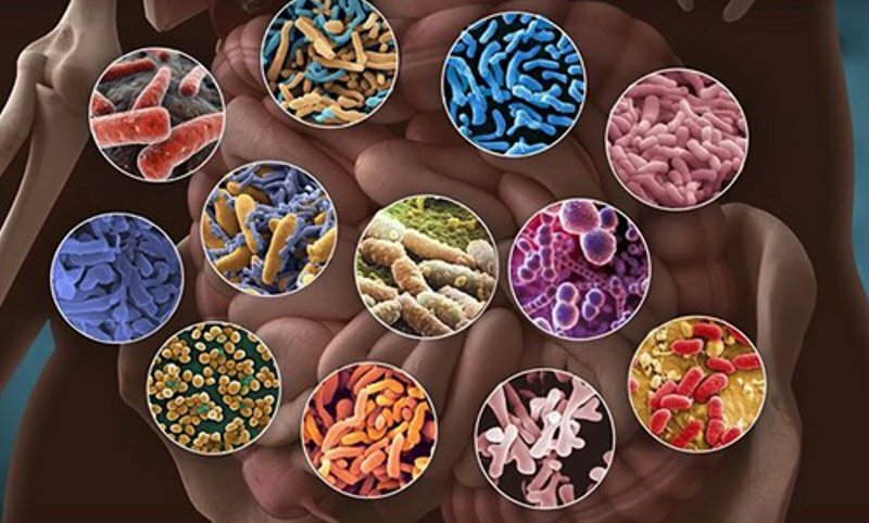 Микробиоценозы человека и функциональное питание. Часть 1